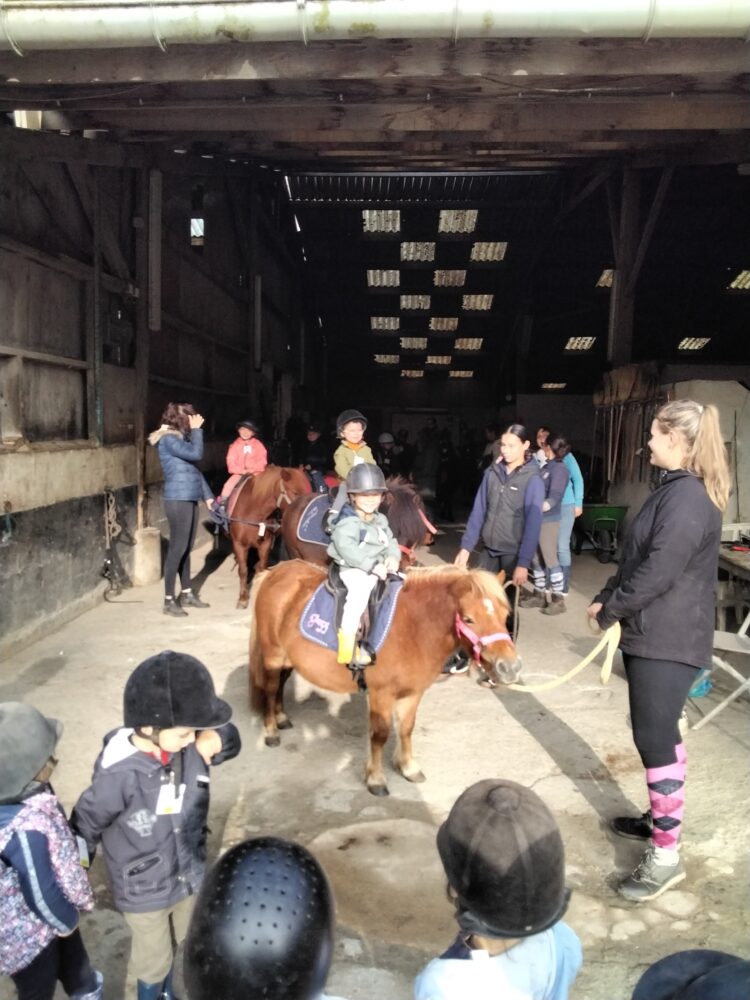 Quatre séances pour découvrir le poney